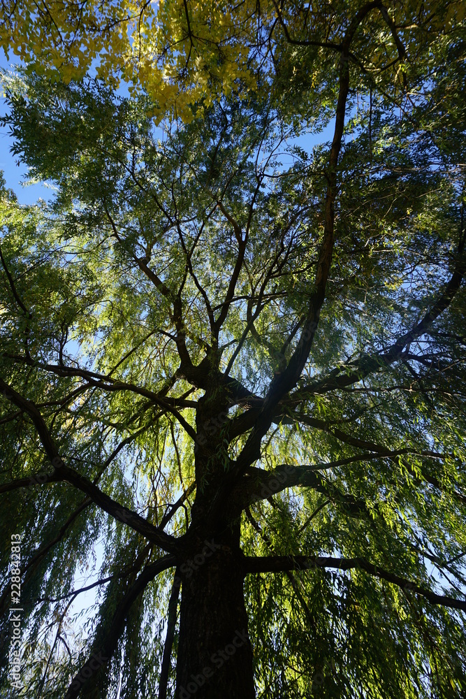 Obraz premium tree
