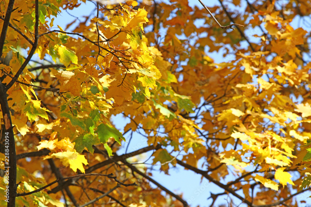 Fall Foliage Leaves Depend Run Autumn Maple Leaves. Beautiful autumn landscape with yellow trees and sun. Colorful foliage in the park. Falling leaves natural background Fall Foliage Leaves Depend Run Autumn Maple Leaves. Beautiful autumn landscape with yellow trees and sun. Colorful foliage in the park. Falling leaves natural background