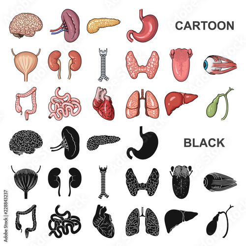 Human organs cartoon icons in set collection for design. Anatomy and internal organs vector symbol stock web illustration.