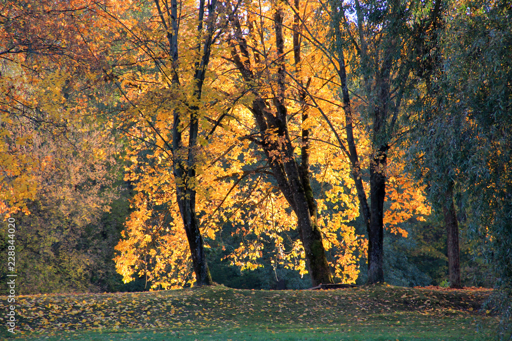 Trees with fall foliage on country park