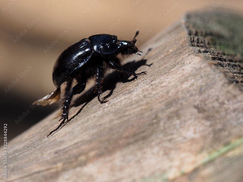 Waldmistkäfer - Geotrupidae Waldmistkäfer - Geotrupidae