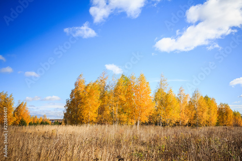 Autumn landscape with birches