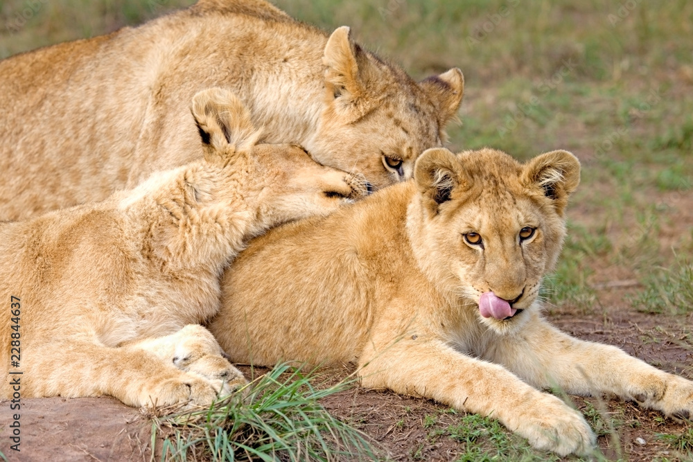 Naklejka premium Three lion cubs resting.