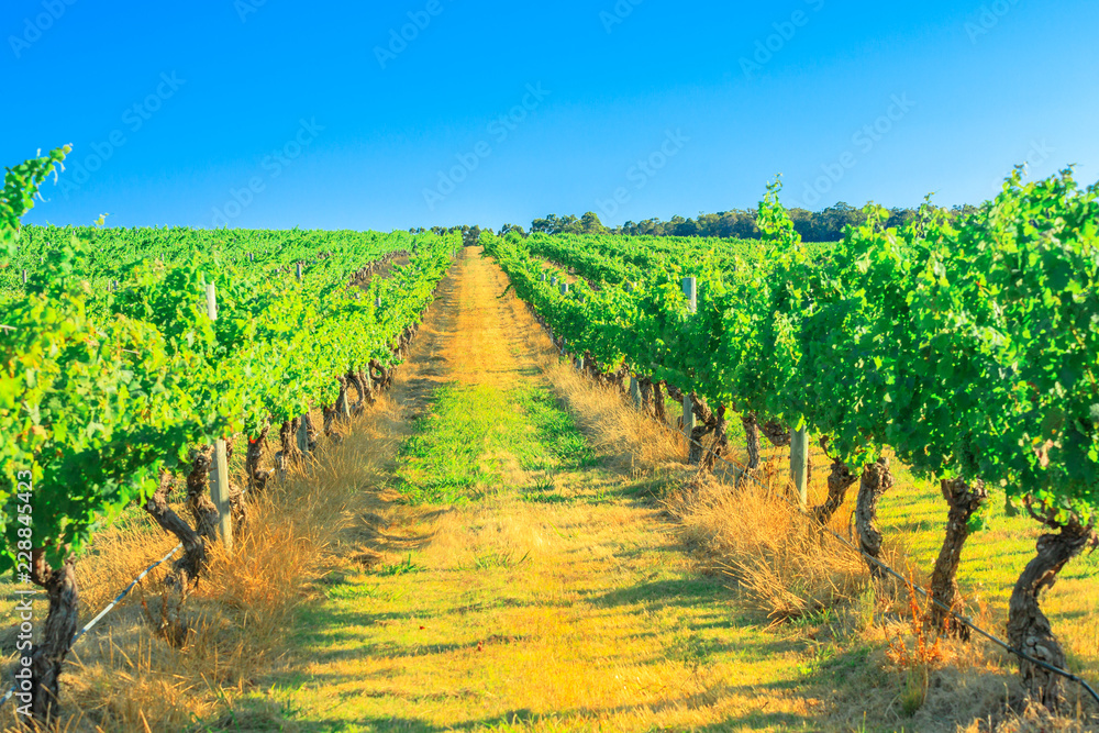 Rows of white grapes in one of many vineyards. Scenic landscape of Wilyabrup in famous Margaret River Wine Region, Western Australia, popular for wine tasting tours. Copy space.Sunny day with blue sky
