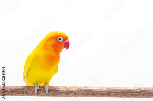 The Double Yellow Lovebird on white
