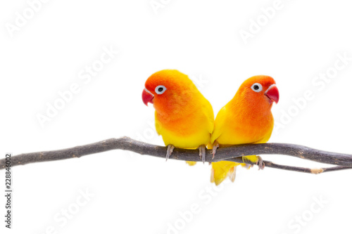 The Double Yellow Lovebird on white backgro