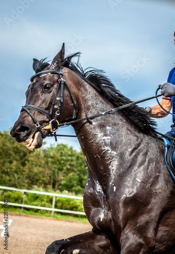 horse and rider, , horse portrait, лошадь на фоне неба, horse's head in the sky