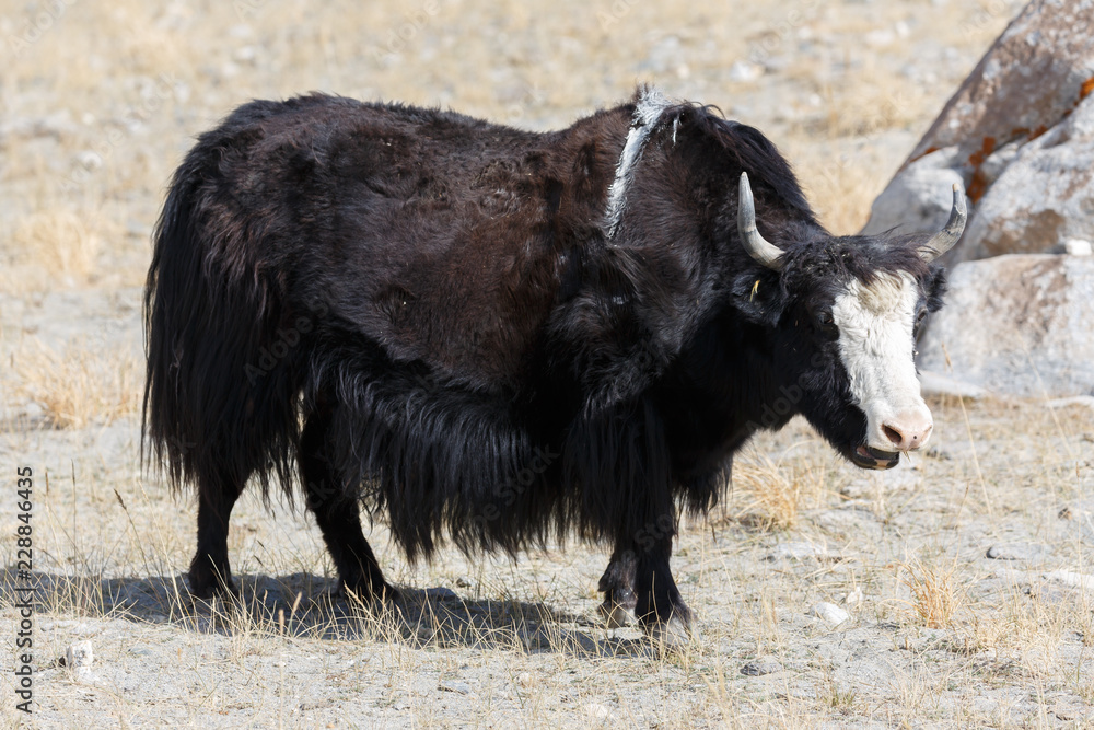 Fototapeta premium Yak II (captured near Lake Karakul, Xinjiang, China)