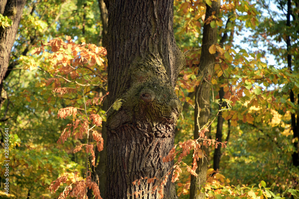 herbstlaub