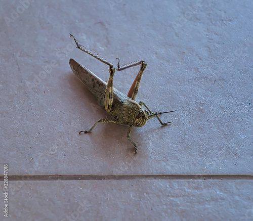 Grasshopper