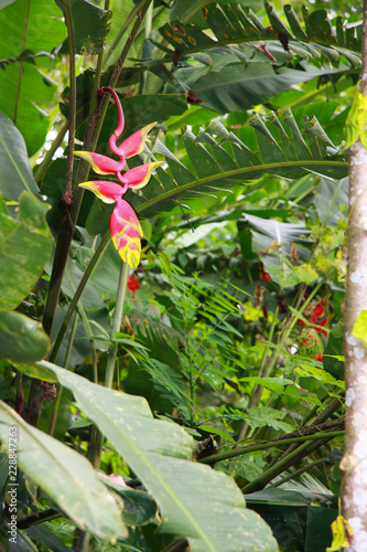 Red and yellow flower in the amazonian forest, Ecuador