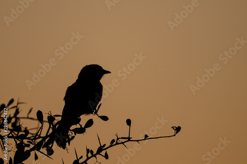 Lilacbreasted roller sit on a knot at sunset, etosha nationalpark, namibia photo