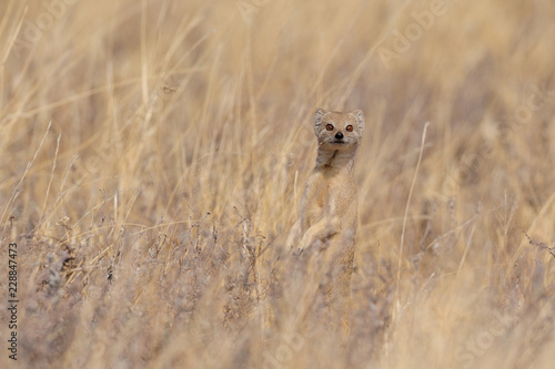 Yellow mongoose is looking, etosha nationalpark, namibia