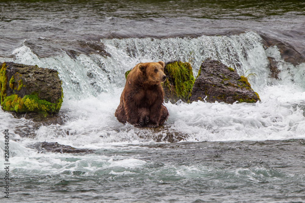 Grizzly bear in Alaska Katmai National Park hunts salmons (Ursus arctos horribilis) Grizzly bear in Alaska Katmai National Park hunts salmons (Ursus arctos horribilis)