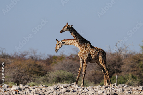 Giraffe are fighting with a rival  etosha nationalpark 