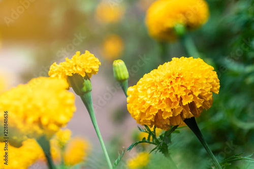 Marigold flowers are blossoming in the garden. Its leaves are green with the yellow color of the petals look beautiful. © 3asy60lf