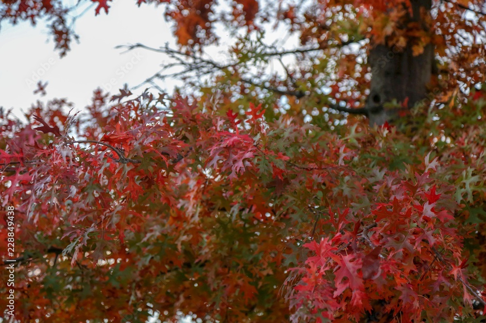 autumn leave abstract background