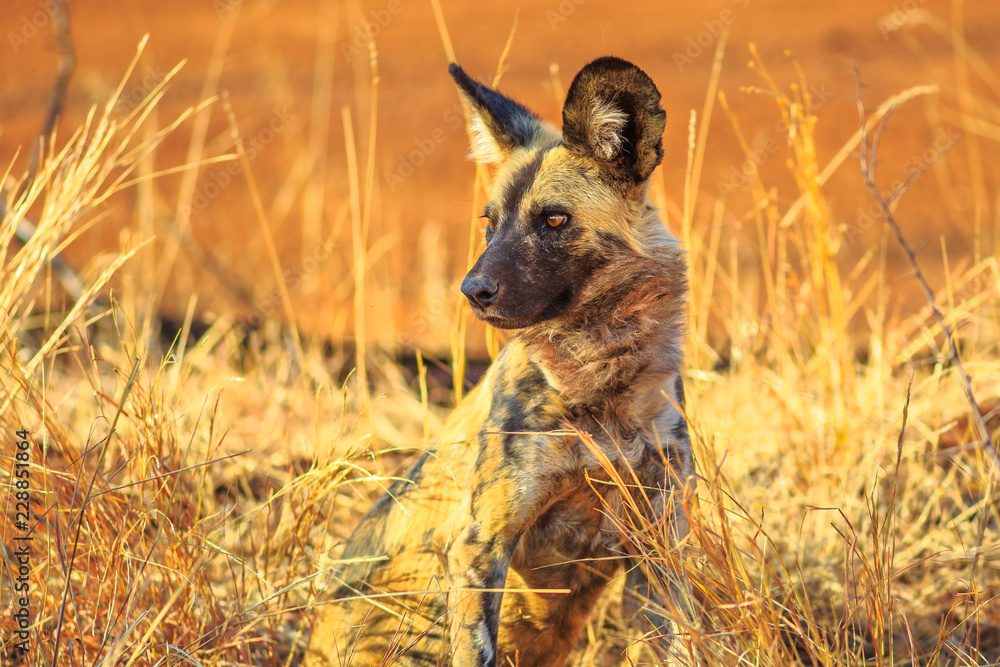 Small spotted hyena species Crocuta crocuta standing watchful in Kruger National Park, South Africa. Iena ridens or hyena maculata in nature grassland habitat. Dry season. Small spotted hyena species Crocuta crocuta standing watchful in Kruger National Park, South Africa. Iena ridens or hyena maculata in nature grassland habitat. Dry season.