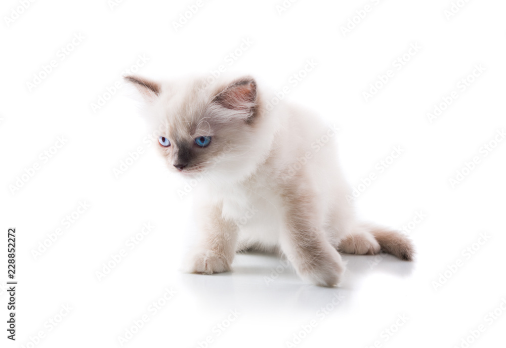 Adorable cat on isolated white background