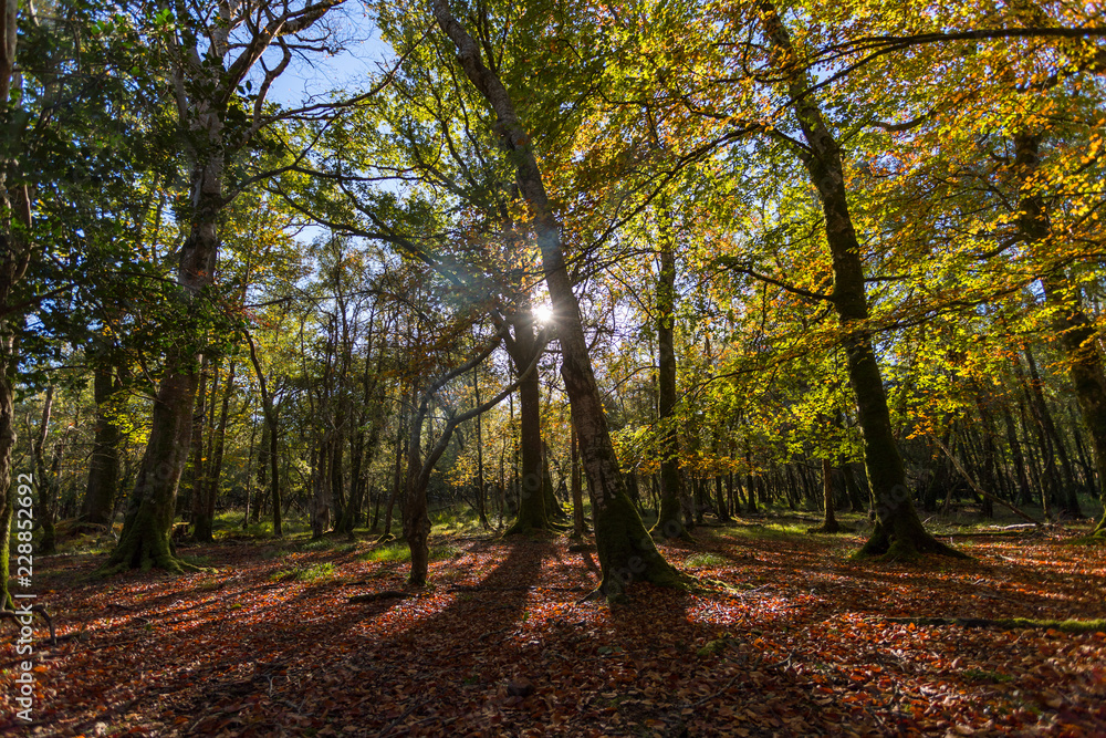 Sunlight breaking through beautiful autumn scenic forest
