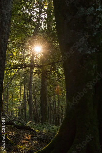 Morning sunlight breaking through the forest canopy during early autumn © Gabriel Cassan