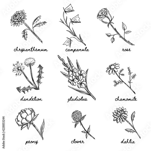 Hand drawn garden and wild flowers vector set.