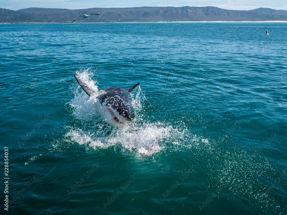 Naklejka premium Great white shark, Carcharodon carcharias