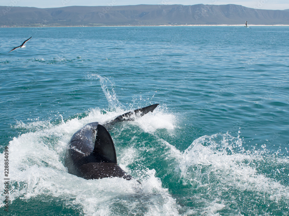 Fototapeta premium Great white shark, Carcharodon carcharias