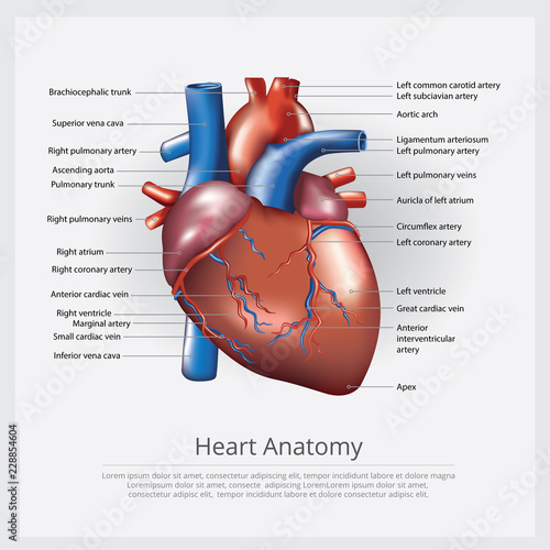 Heart Anatomy Vector Illustration