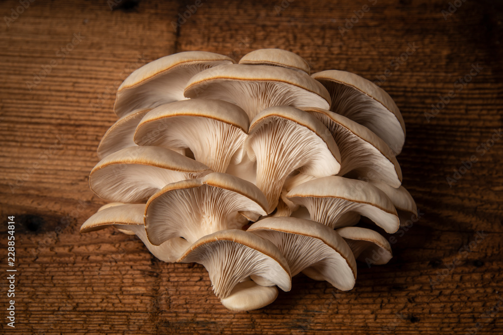 Oyster mushrooms - Pleurotus ostreatus close up - obrazy, fototapety, plakaty 