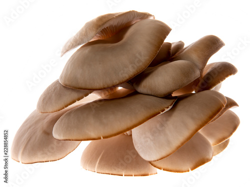 Oyster mushrooms - Pleurotus ostreatus growing on a sack with straw - isolated on a white background