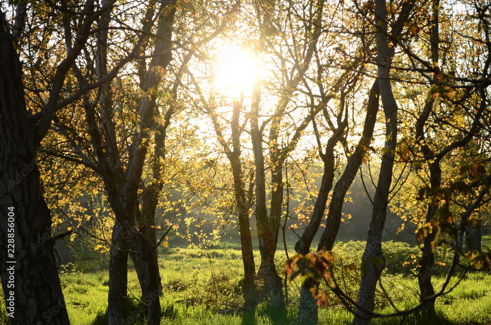 Obraz premium trees in summer