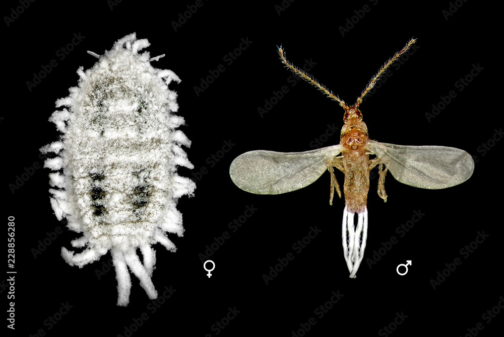 Cotton mealybug, Phenacoccus solenopsis (Hemiptera Pseudococcidae