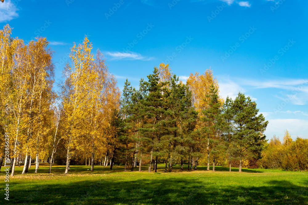 Fresh green field with autumn trees