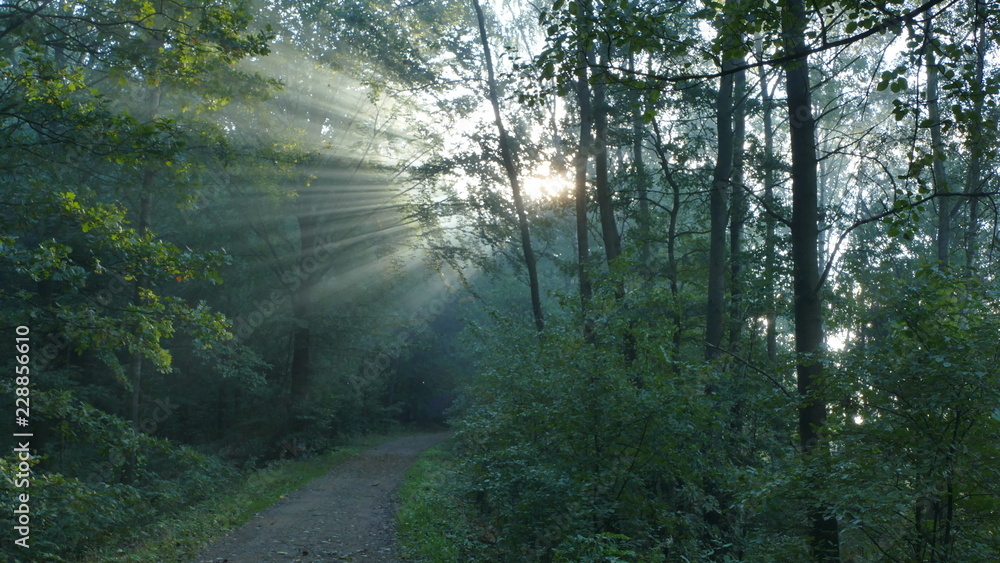 Fototapeta premium Promień słońca o poranku. Jesienią i latem. Po mgielnym poranku. Las w Bytomiu. Polska 
