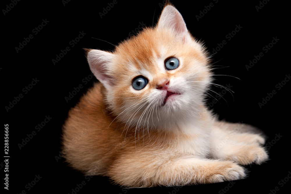 Little Golden British kitten lying on black background isolated close up and looks into camera Little Golden British kitten lying on black background isolated close up and looks into camera