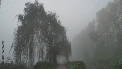 Fototapeta Naklejka Na Ścianę i Meble -  Jesień. Brzoza Mgła o brzasku w pobliżu stawu 