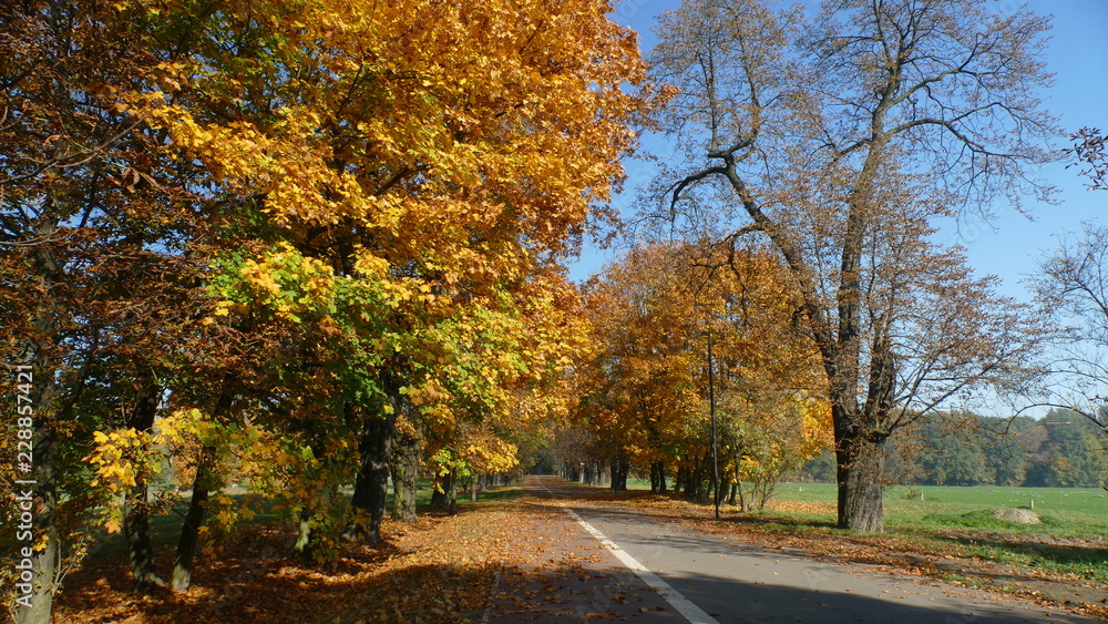 Kolory liści drzew w parku 