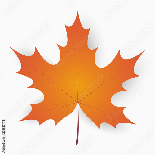 Maple leaf. Autumn realistic leaf with shadow. Vector illustration.