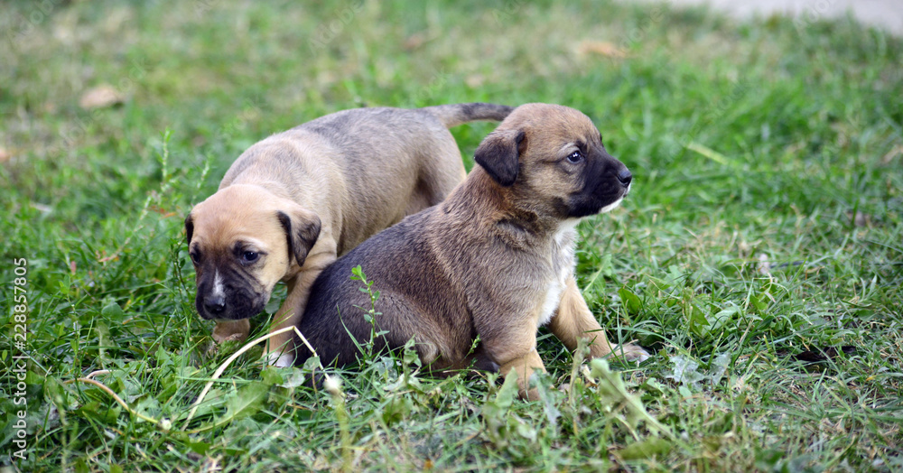 two puppies on a grass two puppies on a grass