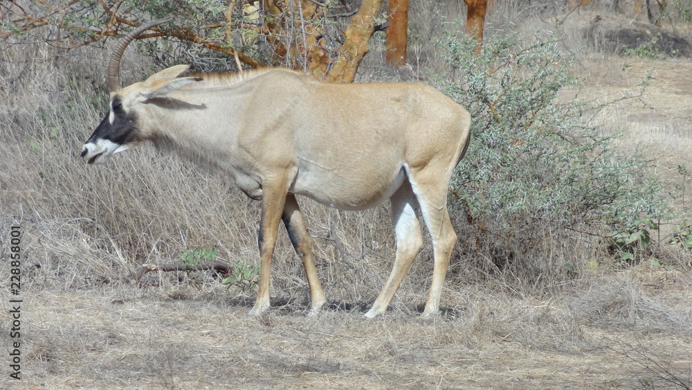 Fototapeta premium wild animals