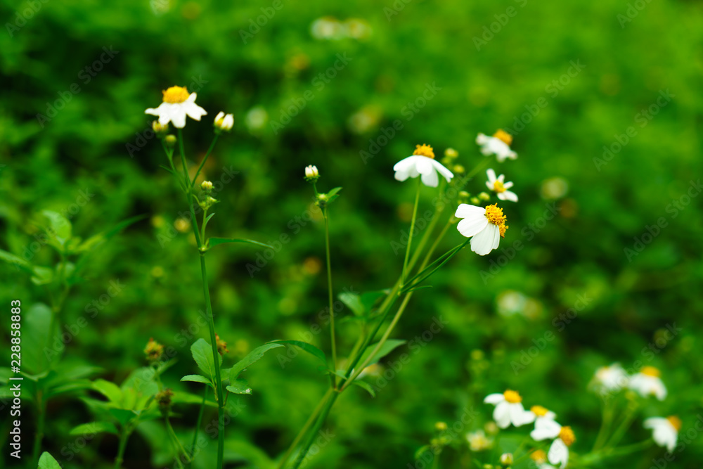 small White flowers at beautiful with grass background small White flowers at beautiful with grass background
