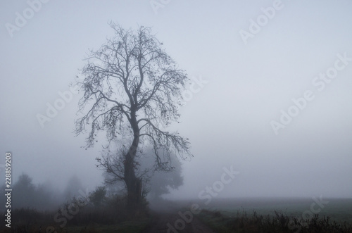 AUTUMN FOG - Chestnut outline in the morning