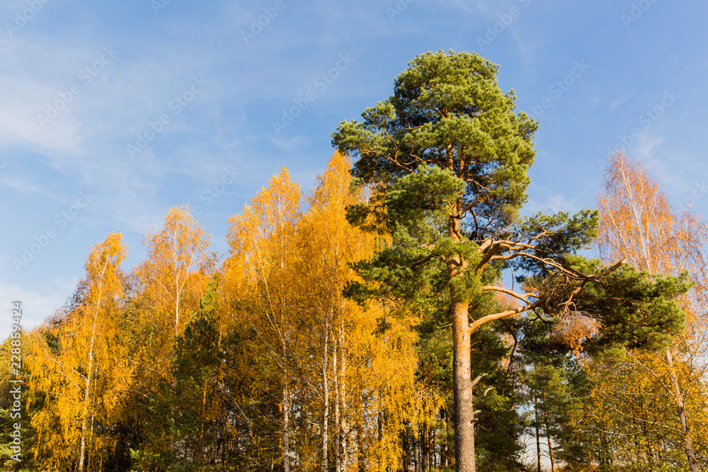 Fototapeta premium Green pine in birch tree forest. Autumn landscape