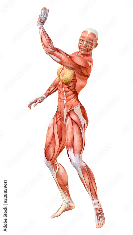 3D Rendering Female Anatomy Figure on White 3D Rendering Female Anatomy Figure on White