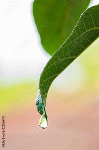 macro shot single green leaf with water drop.shallow depth of field