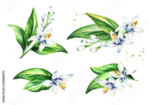 Neroli flower set. Watercolor hand drawn illustration, isolated on white background