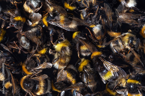 Top view of many dead Bumblebee bodies killed by insecticides, pesticides or Linden trees.