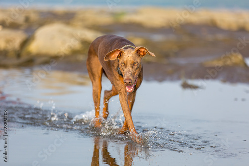 Doberman dog