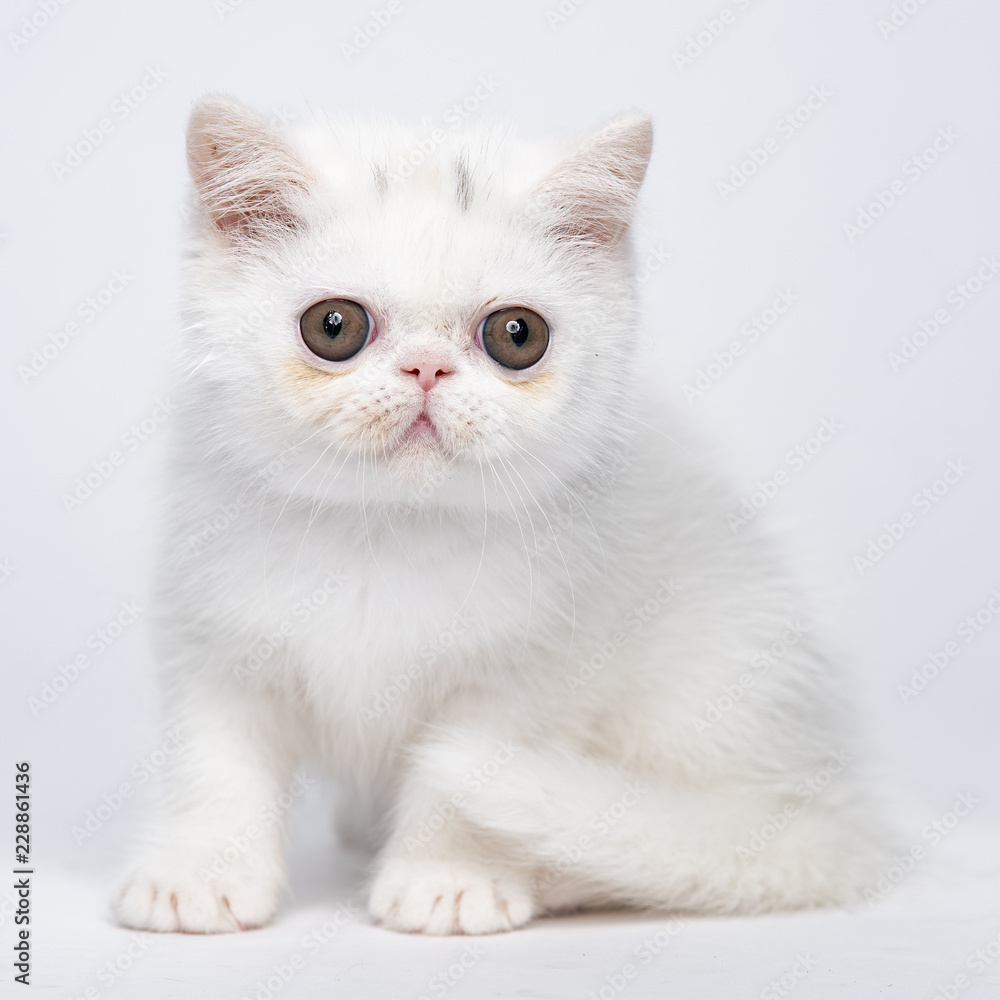 White exotic shorthair kitten on white studio background